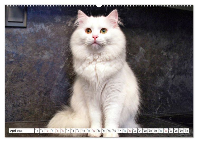 Produktbild: Die Perserkatze - Farbschlag Wei&szlig; (Wandkalender 2026 DIN A2 quer), CALVENDO Monatskalender