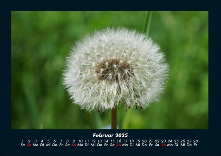 Produktbild: Blumentraum 2025 Fotokalender DIN A4