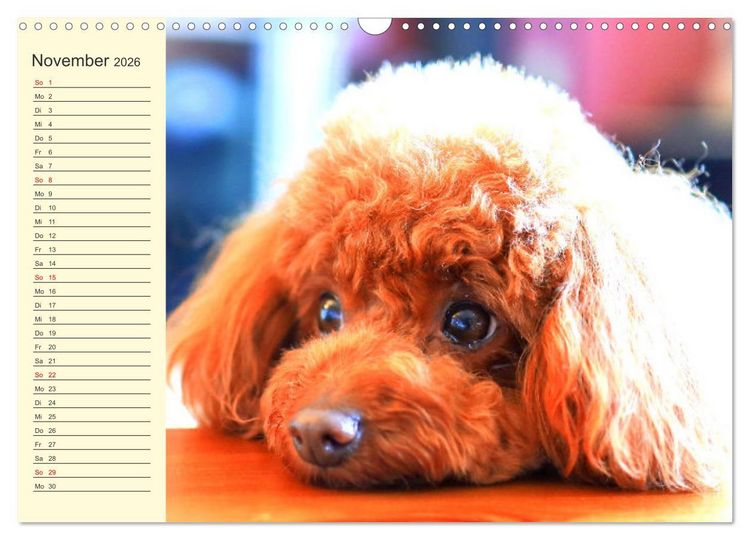 Produktbild: Pudel. Lustige Allrounder im Wollfell (Wandkalender 2026 DIN A3 quer), CALVENDO Monatskalender
