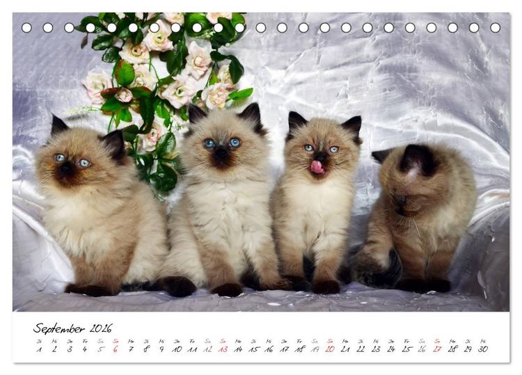 Produktbild: Katzenparade (Tischkalender 2026 DIN A5 quer), CALVENDO Monatskalender