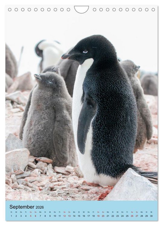 Produktbild: Antarktis - Das Gebiet der Pinguine (Wandkalender 2026 DIN A4 hoch), CALVENDO Monatskalender