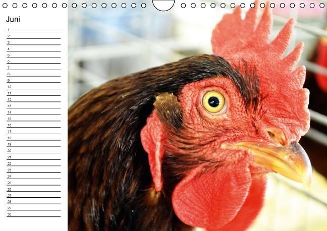 Produktbild: H&uuml;hner / Geburtstagskalender (Wandkalender immerw&auml;hrend DIN A4 quer)