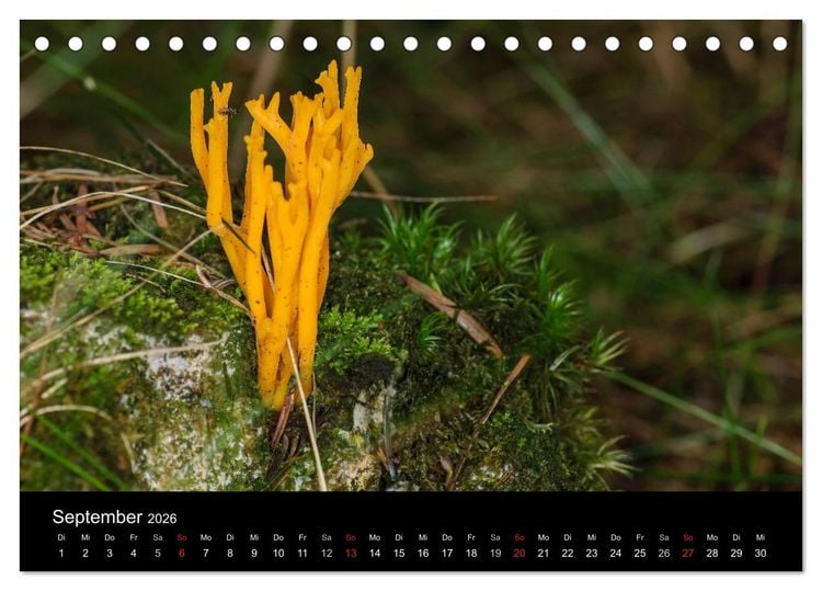 Produktbild: Pilze in Wald und Flur (Tischkalender 2026 DIN A5 quer), CALVENDO Monatskalender