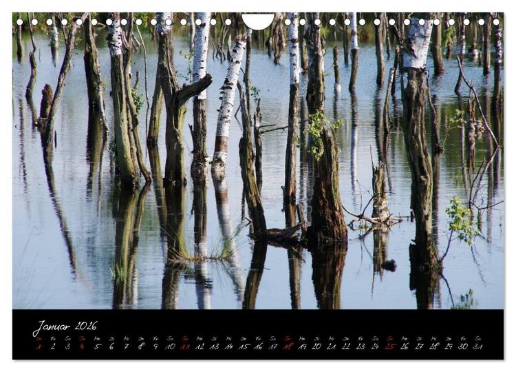 Produktbild: Im Goldenstedter Moor (Wandkalender 2026 DIN A4 quer), CALVENDO Monatskalender