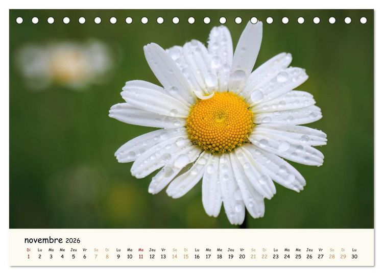 Produktbild: Au c&oelig;ur des fleurs (Calendrier de bureau 2026 DIN A5 vertical), CALVENDO calendrier mensuel
