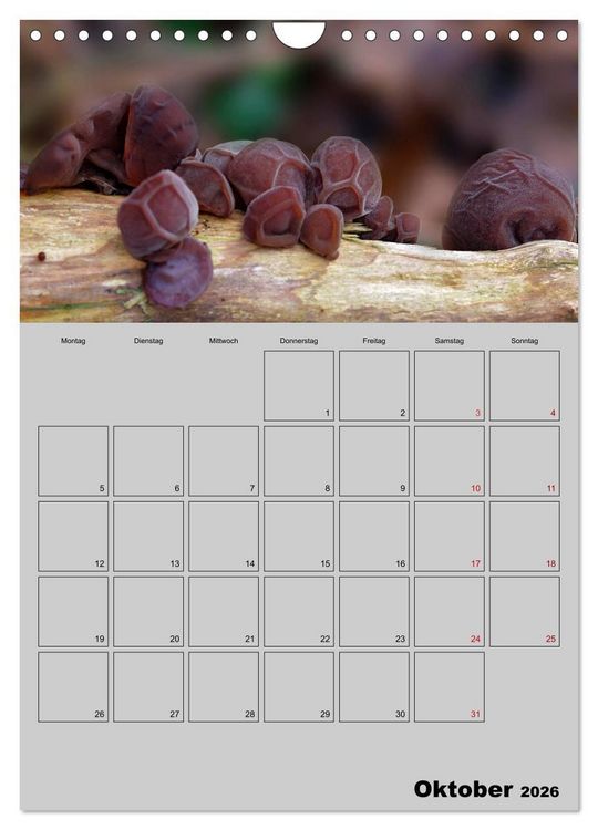 Produktbild: Quer durch die Pilze (Wandkalender 2026 DIN A4 hoch), CALVENDO Monatskalender