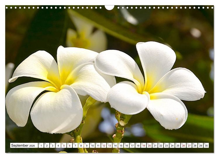 Produktbild: Rarotonga - Trauminsel im S&uuml;dpazifik. (Wandkalender 2026 DIN A3 quer), CALVENDO Monatskalender