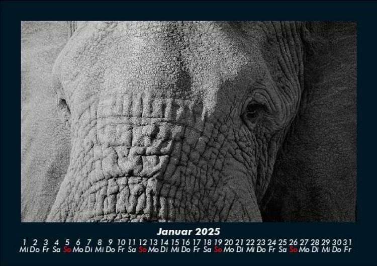 Produktbild: Elefanten - Die sanften Riesen Afrikas 2025 Fotokalender DIN A5