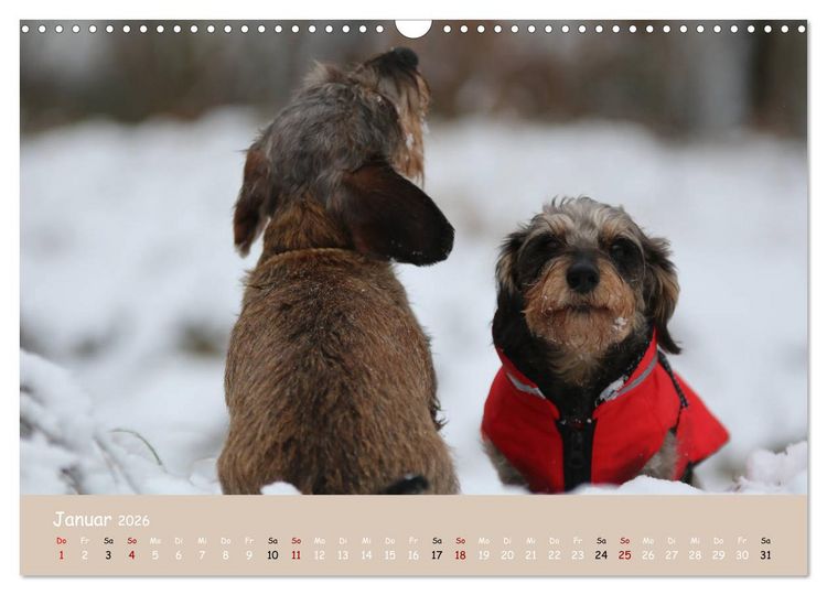 Produktbild: Dackel - lustige Gesellen auf kurzen Beinchen (Wandkalender 2026 DIN A3 quer), CALVENDO Monatskalender