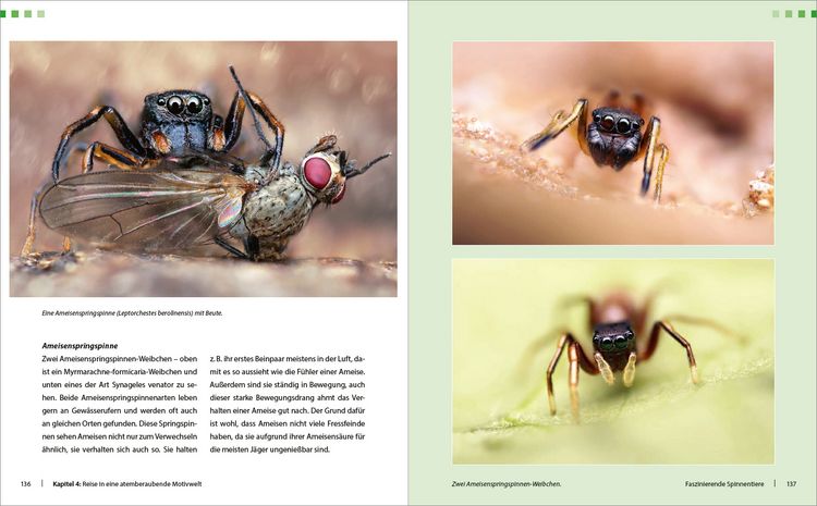 Produktbild: Extreme Wildlife-Makrofotografie