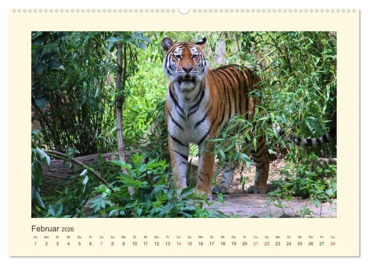 Produktbild: Sibirische Tigerportraits (hochwertiger Premium Wandkalender 2026 DIN A2 quer), Kunstdruck in Hochglanz
