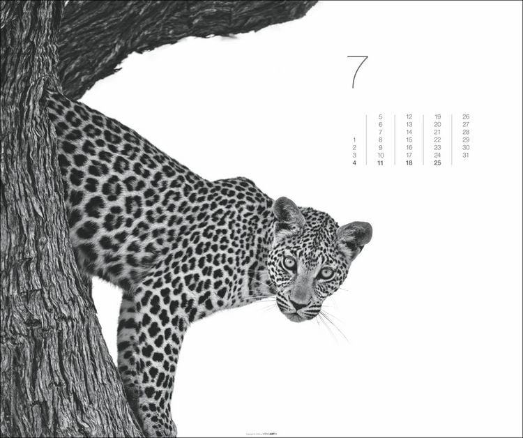 Produktbild: Black & White Animals 2027