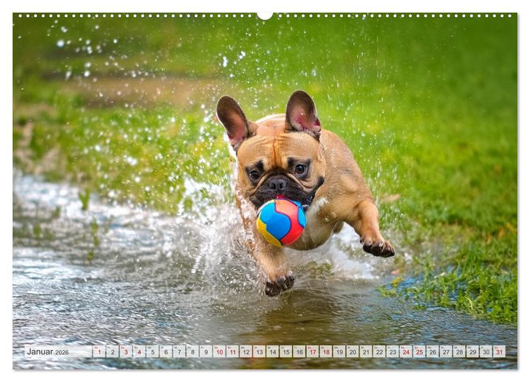 Produktbild: Bullys in Action - Franz&ouml;sische Bulldoggen lieben B&auml;lle (Wandkalender 2026 DIN A2 quer), CALVENDO Monatskalender