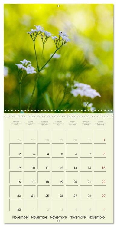 Produktbild: Flowers from dreamland (Wall Calendar 2026 12 &times; 12 Inch) CALVENDO 12 Month Wall Calendar