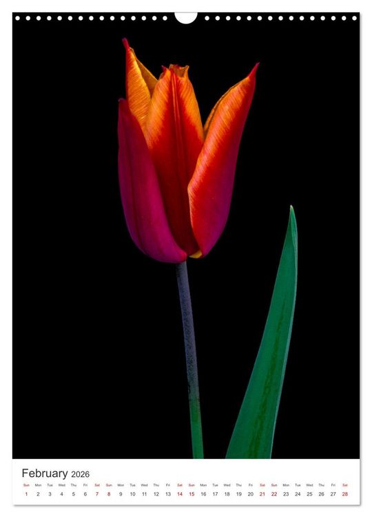 Produktbild: Springtime in my garden (Wall Calendar 2026 DIN A3 portrait), CALVENDO 12 Month Wall Calendar