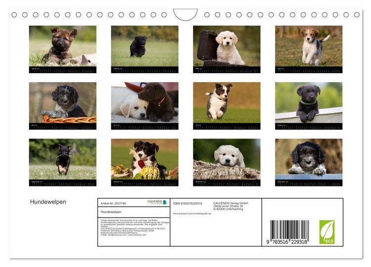 Produktbild: Hundewelpen (Wandkalender 2026 DIN A4 quer), CALVENDO Monatskalender