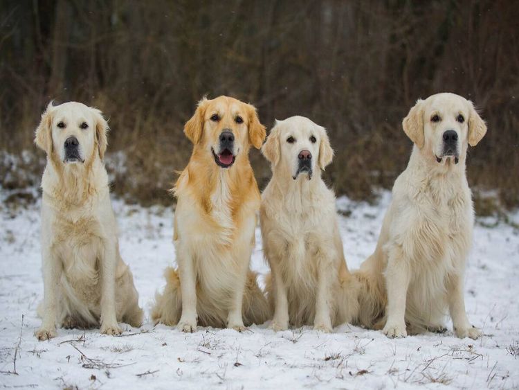 Produktbild: CALVENDO Puzzle Ein Motiv aus dem Kalender Golden Retriever - Ein Herz auf 4 Pfoten | 1000 Teile Lege-Gr&ouml;&szlig;e 64x48cm Foto-Puzzle f&uuml;r gl&uuml;ckliche Stunden