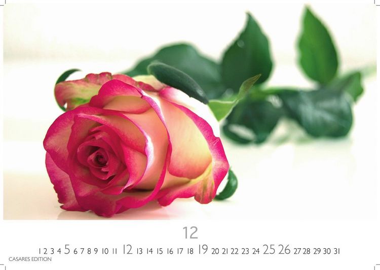 Produktbild: Flower Fantasy Kalender 2027 &ndash; Wandkalender | Fotokalender Naturkalender | Blumenkalender | 24x35cm - Wundersch&ouml;ne Blumenfotos in bestechender &Auml;sthetik