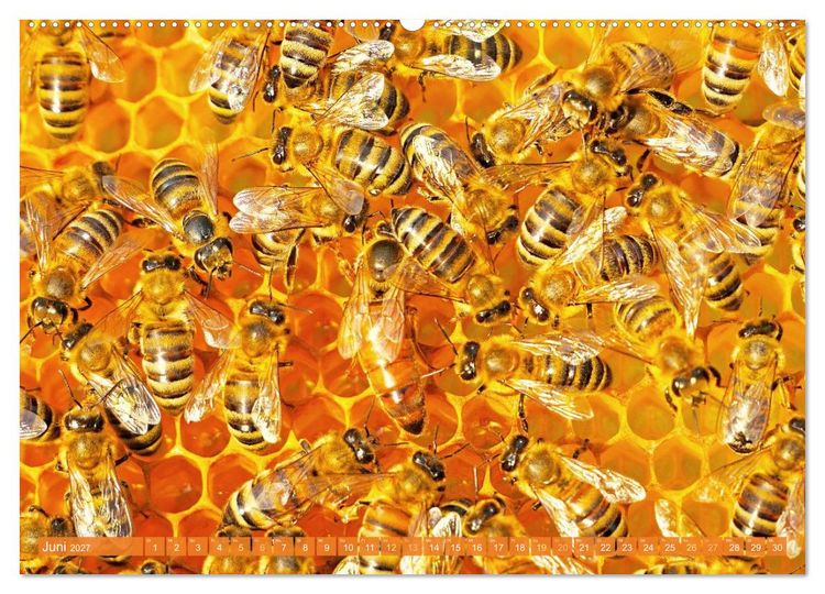 Produktbild: Ein Leben f&uuml;r den Honig: Bienen und Imker (hochwertiger Premium Wandkalender 2027 DIN A2 quer), Kunstdruck in Hochglanz