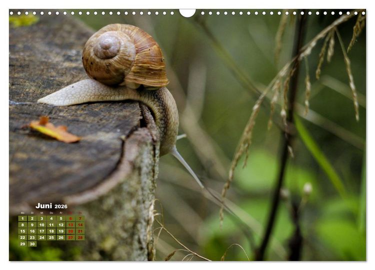 Produktbild: Klein aber oho. Die bunte Welt der Insekten (Wandkalender 2026 DIN A3 quer), CALVENDO Monatskalender