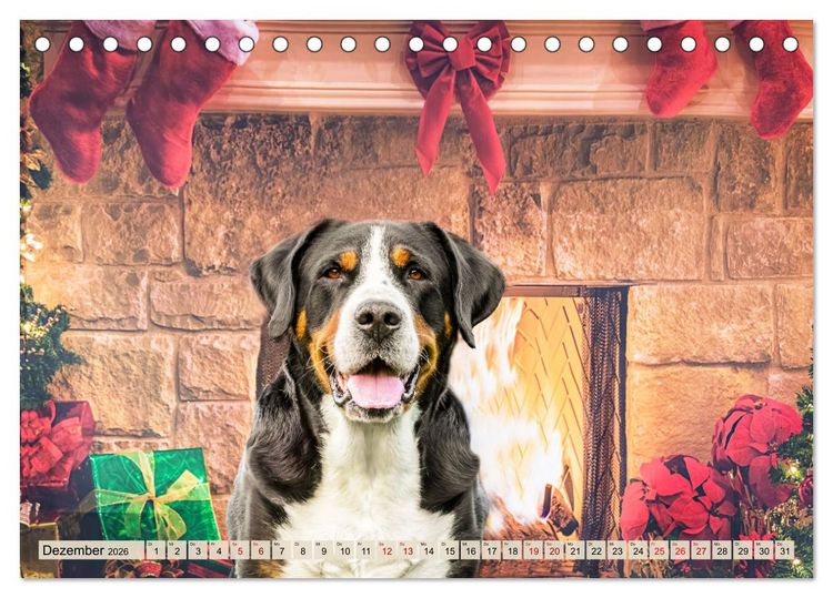 Produktbild: Gro&szlig;e Schweizer - Gigantische Sennenhunde (Tischkalender 2026 DIN A5 quer), CALVENDO Monatskalender