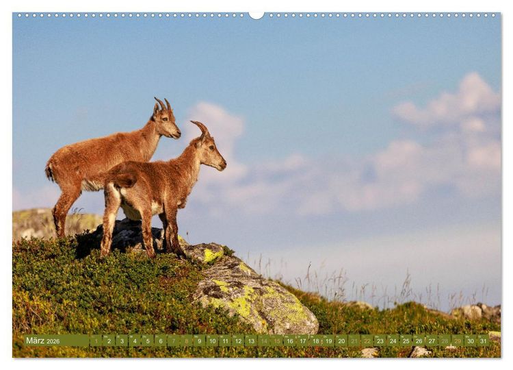 Produktbild: Steinb&ouml;cke am Niederhorn (Wandkalender 2026 DIN A2 quer), CALVENDO Monatskalender