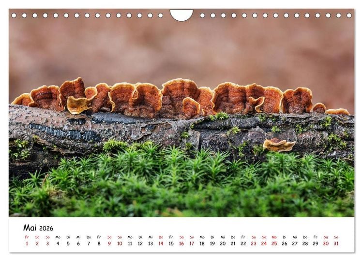 Produktbild: Pilzgalerie - Die bunte Welt der Baumpilze (Wandkalender 2026 DIN A4 quer), CALVENDO Monatskalender