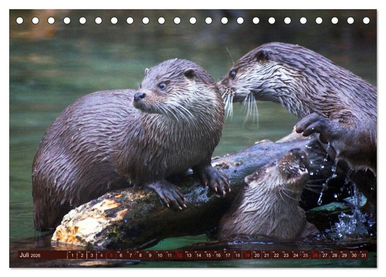 Produktbild: Otter. Frech, laut und clever (Tischkalender 2026 DIN A5 quer), CALVENDO Monatskalender