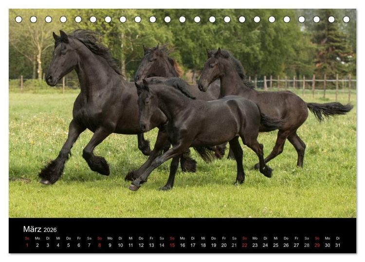 Produktbild: Friesen - Sch&ouml;nheit, Kraft und Eleganz (Tischkalender 2026 DIN A5 quer), CALVENDO Monatskalender