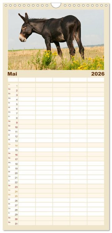 Produktbild: Familienplaner 2026 - Esel - Sixtus Loreley mit 5 Spalten (Wandkalender, 21 x 45 cm) CALVENDO