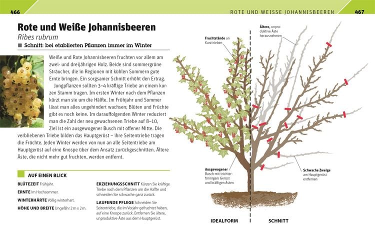 Produktbild: Gartenwissen Pflanzenschnitt