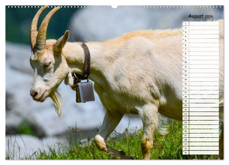 Produktbild: Ziegenfreude (Wandkalender 2026 DIN A2 quer), CALVENDO Monatskalender