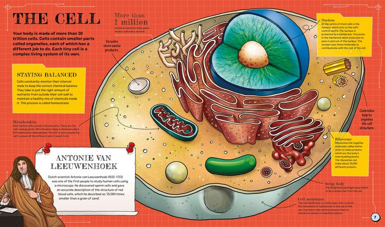 Produktbild: The Spectacular Science of the Human Body