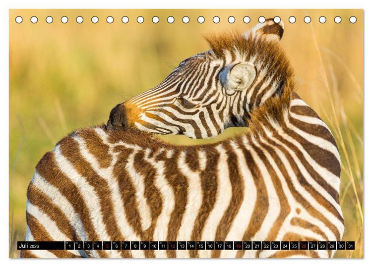 Produktbild: Masai Mara 2026 (Tischkalender 2026 DIN A5 quer), CALVENDO Monatskalender