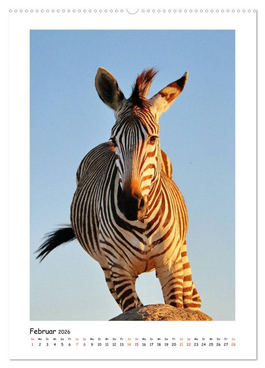 Produktbild: S&Uuml;DAFRIKA - WILDTIERE IM PORTRAIT (Wandkalender 2026 DIN A2 hoch), CALVENDO Monatskalender