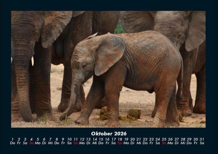 Produktbild: Der Tierkalender 2026 Fotokalender DIN A4