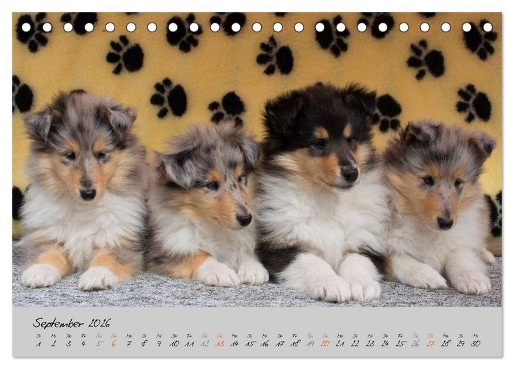 Produktbild: Collie Welpen zum Verlieben (Tischkalender 2026 DIN A5 quer), CALVENDO Monatskalender