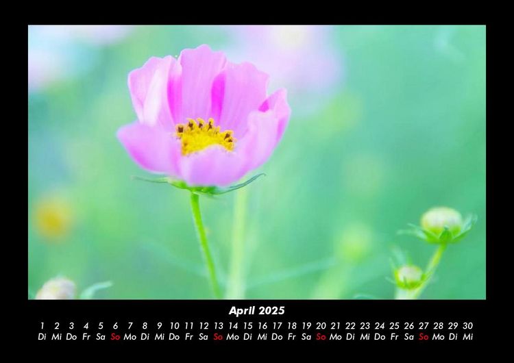 Produktbild: Blumentr&auml;ume 2025 Fotokalender DIN A3