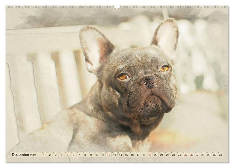 Produktbild: Franz&ouml;sische Bulldoggen (Wandkalender 2027 DIN A2 quer), CALVENDO Monatskalender