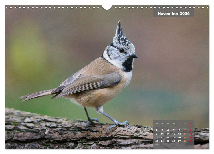 Produktbild: SINGV&Ouml;GEL - Die pr&auml;chtigen S&auml;nger in sch&ouml;nem Ambiente (Wandkalender 2026 DIN A3 quer), CALVENDO Monatskalender