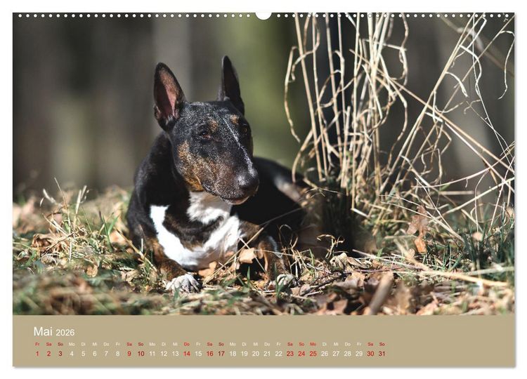Produktbild: Fantastische Bullterrier - Sieger im Herzen (Wandkalender 2026 DIN A2 quer), CALVENDO Monatskalender