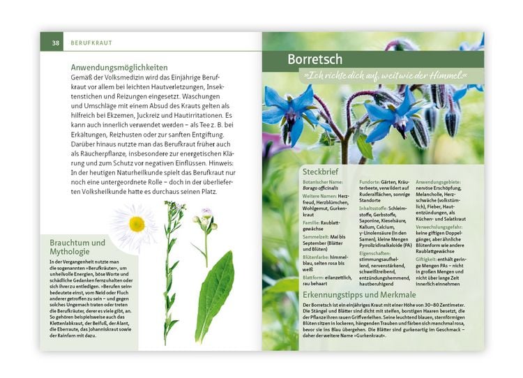 Produktbild: Essbare Heilkr&auml;uter und Wildpflanzen. Kompakt-Ratgeber
