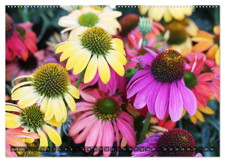 Produktbild: Sonnenhut im Garten (Wandkalender 2026 DIN A2 quer), CALVENDO Monatskalender