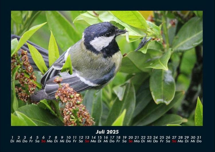 Produktbild: Welt der V&ouml;gel 2025 Fotokalender DIN A4