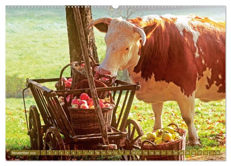 Produktbild: Kuh-Idylle: Suchen Sie die Ruhe in der Natur? (Wandkalender 2026 DIN A2 quer), CALVENDO Monatskalender