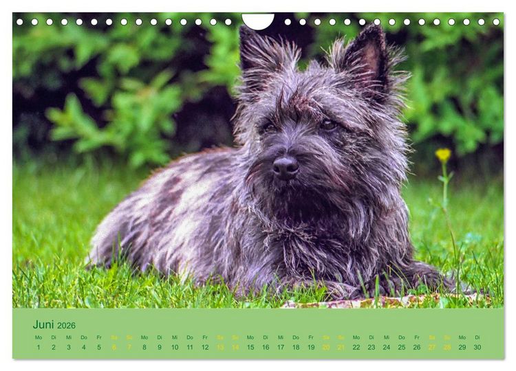 Produktbild: Cairns Forever (Wandkalender 2026 DIN A4 quer), CALVENDO Monatskalender