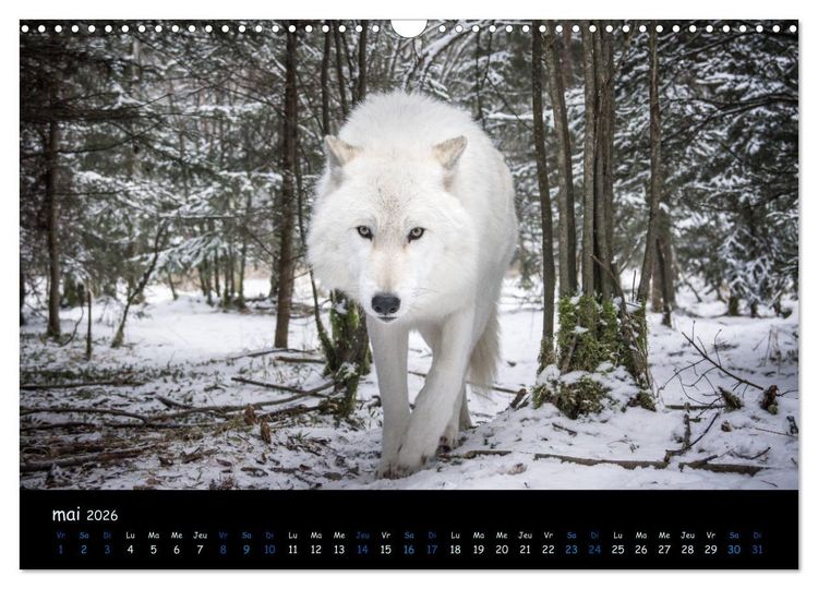 Produktbild: J'ai vu le loup (Calendrier mural 2026 DIN A3 vertical), CALVENDO calendrier mensuel