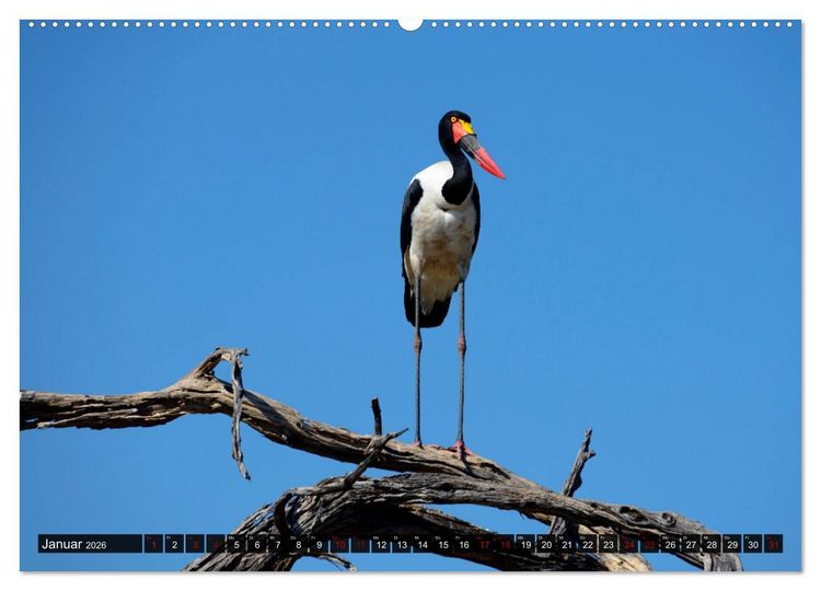 Produktbild: Faszination Botswana (hochwertiger Premium Wandkalender 2026 DIN A2 quer), Kunstdruck in Hochglanz