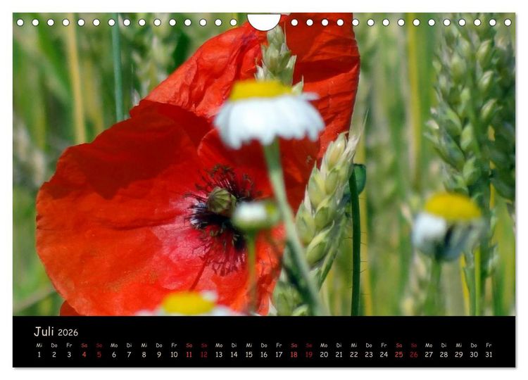 Produktbild: Just Mohn (Wandkalender 2026 DIN A4 quer), CALVENDO Monatskalender