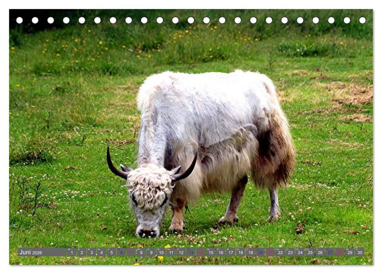 Produktbild: Der Yak (Tischkalender 2026 DIN A5 quer), CALVENDO Monatskalender